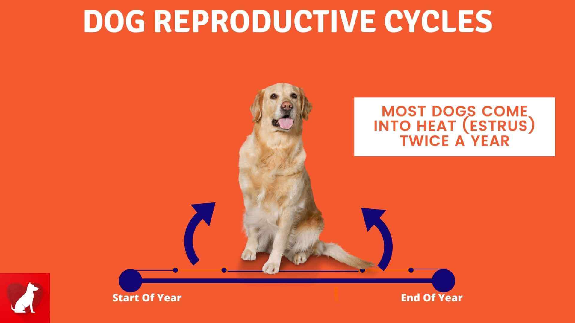 Female Dog Heat Cycle