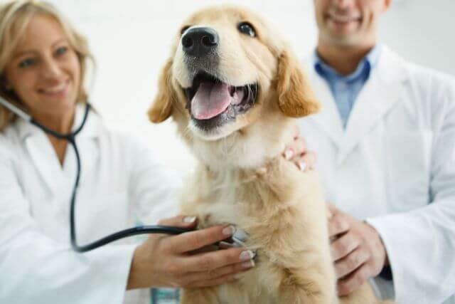 Veterinary Cardiology