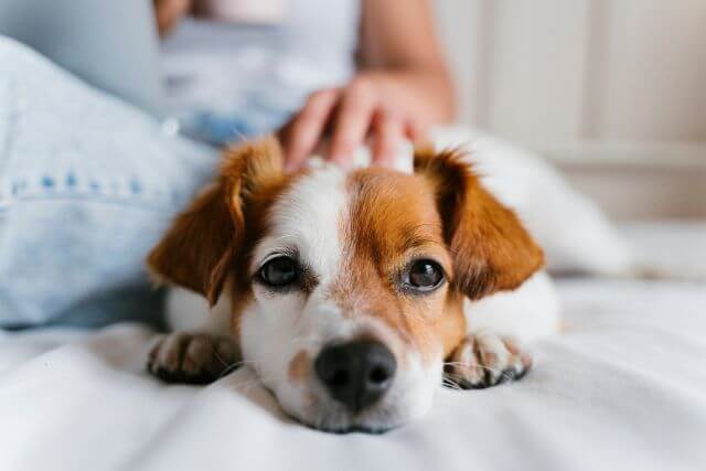 Pet Endocrinology (Hormones)