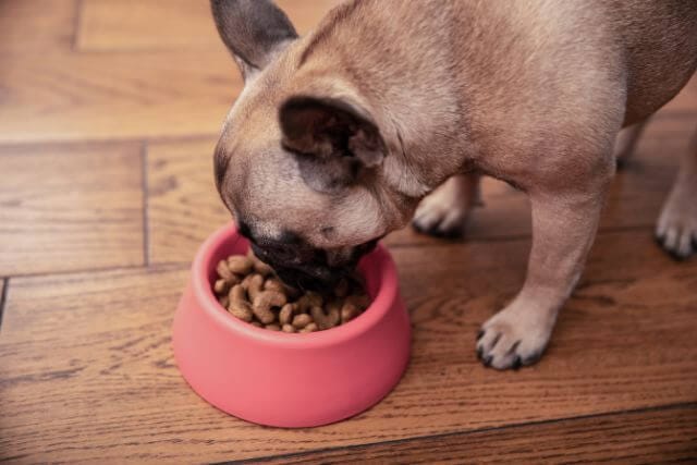 Pet Nutritional Counselling