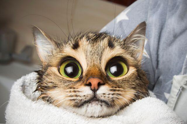 Pet Ophthalmology (Eyes)