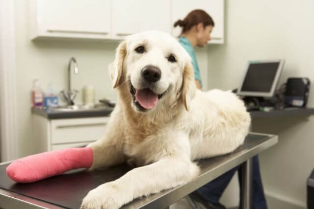 Veterinary Orthopaedic Surgery