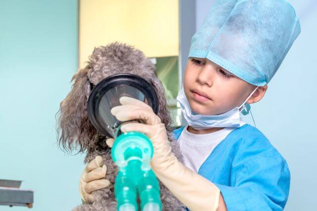 Pet Respiratory