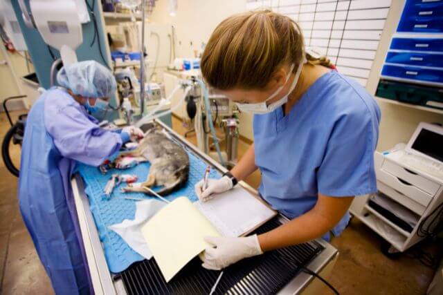 Pet Soft tissue surgery