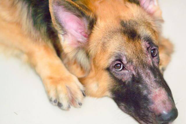 Pet Dermatology (Skin)
