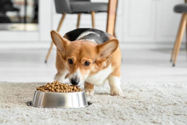 Pet Gastroenterology (GI)