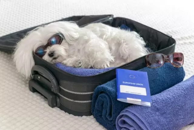 Pet Health Certificates