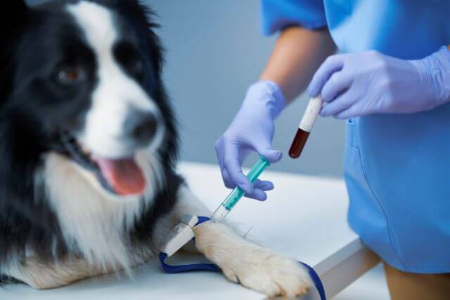 Veterinary Laboratory / Diagnostic Testing