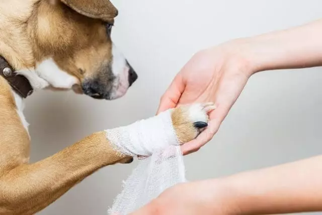 Pet Pain Management