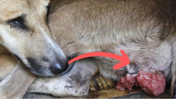 A Dog with a cauliflower-like growth near the genital region, linked to Canine Transmissible Venereal Tumor.