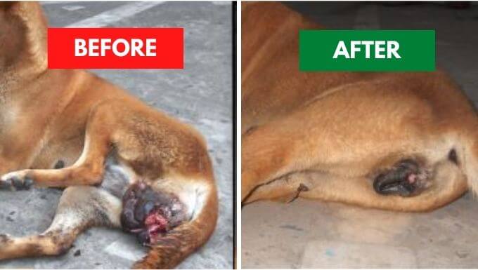 TVT before and after treatment