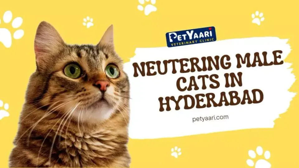 Neutering Male Cats in Hyderabad: Benefits, Procedure, and Post-Care Guide surgery guidance from PetYaari Hyderabad