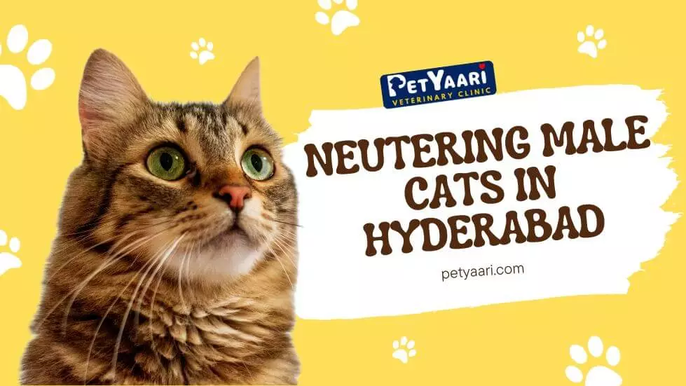 Neutering Male Cats in Hyderabad: Benefits, Procedure, and Post-Care Guide