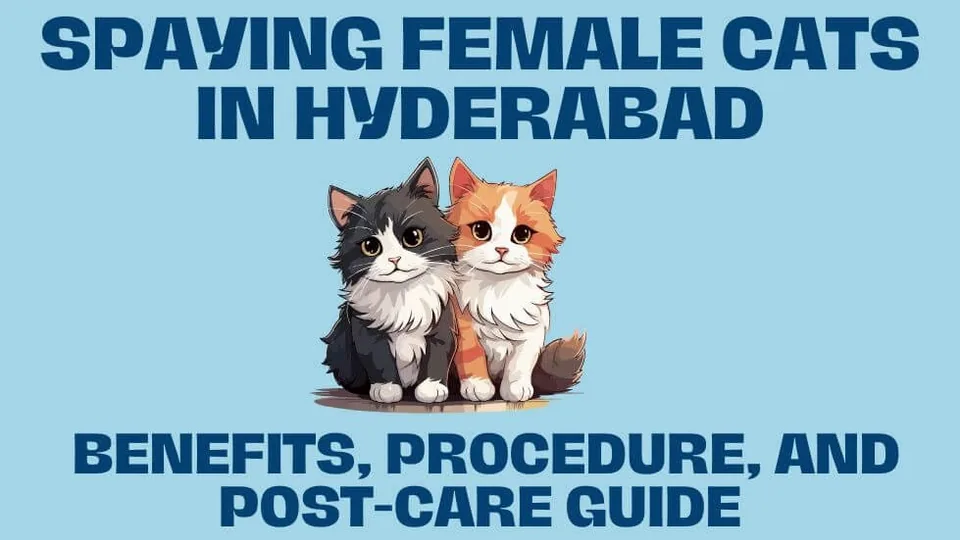 Cat Spaying in Hyderabad: Benefits, Procedure, and Post-Care Guide surgery guidance from PetYaari Hyderabad