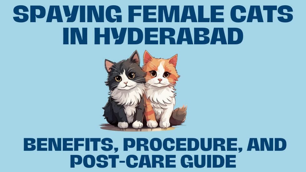 Cat Spaying in Hyderabad: Benefits, Procedure, and Post-Care Guide surgery guidance from PetYaari Hyderabad