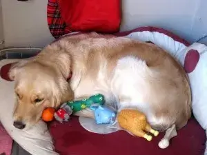 False Pregnancy in Dogs