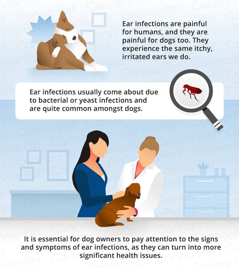 Dog Ear Infection