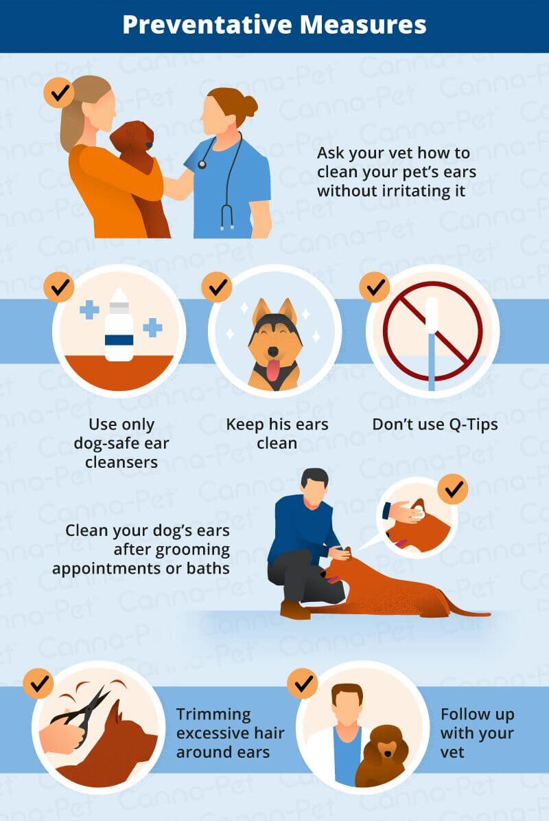 Prevention of Dog Ear Infections