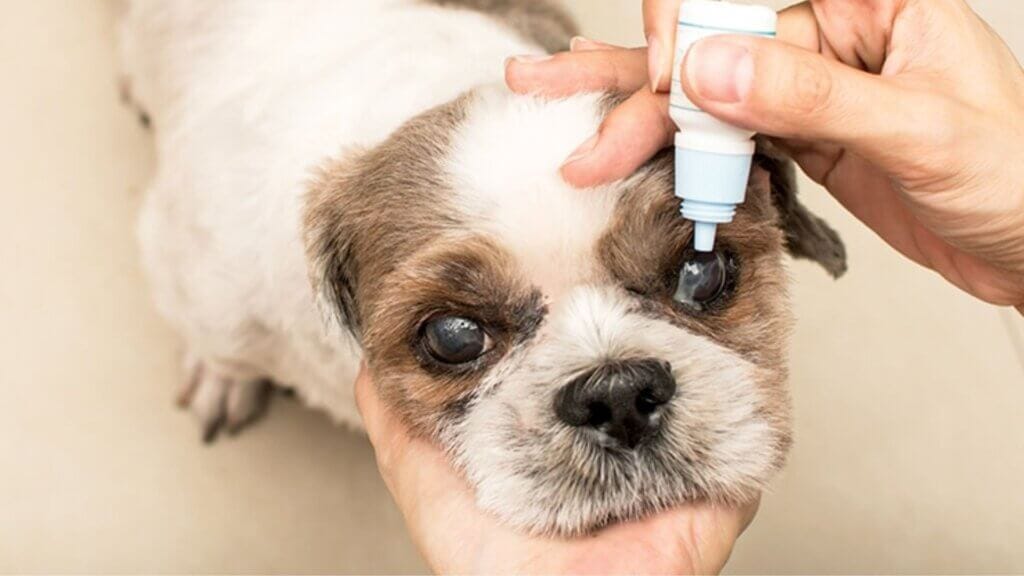 Conjunctivitis in Dogs