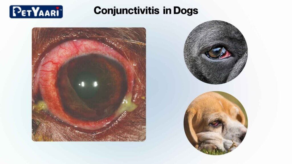 Conjunctivitis in Dogs