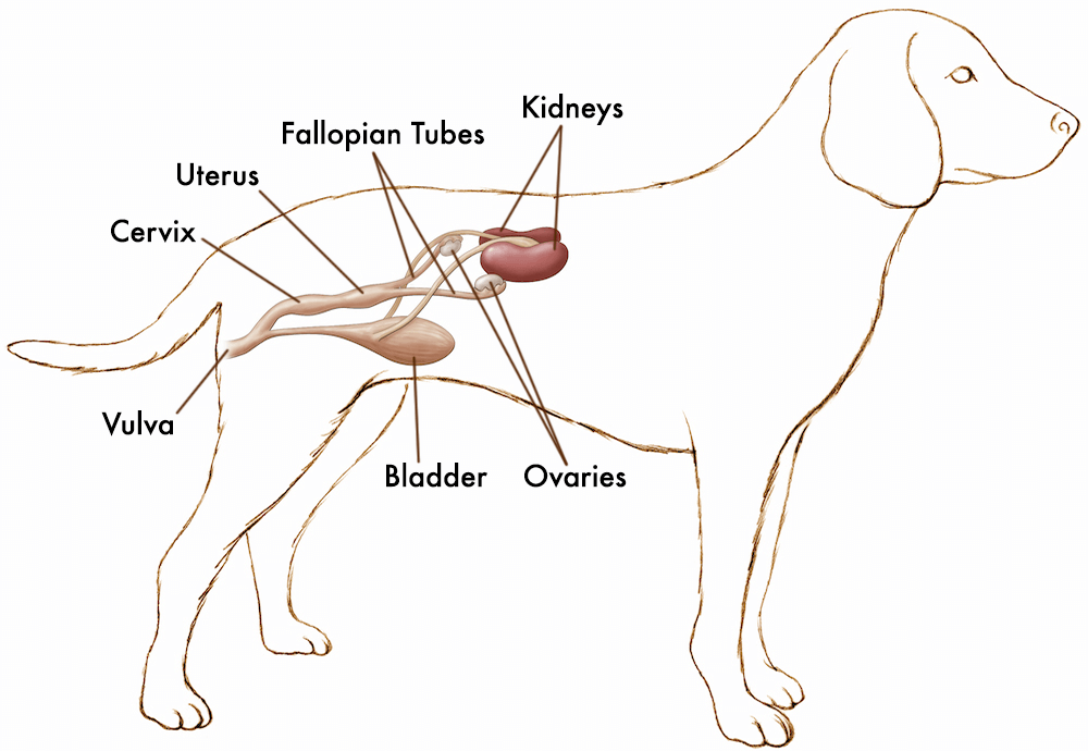 Canine Reproductive Health