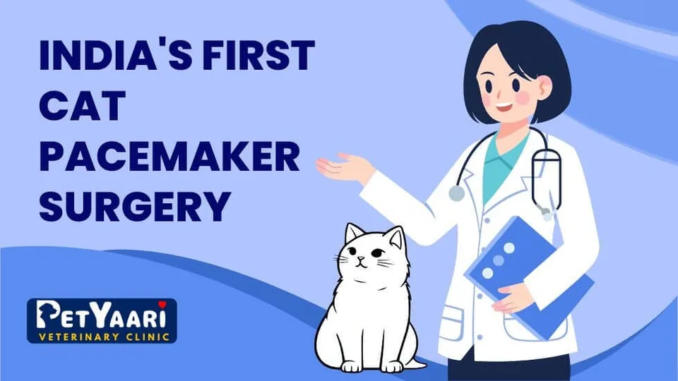 India’s First Cat Pacemaker Surgery surgery guidance from PetYaari Hyderabad