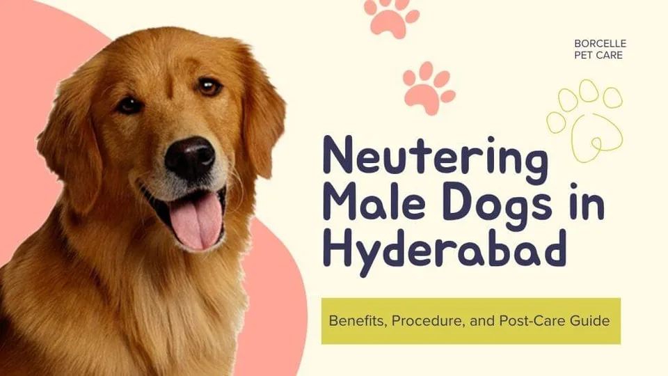 Male dog neutering surgery package at PetYaari Hyderabad