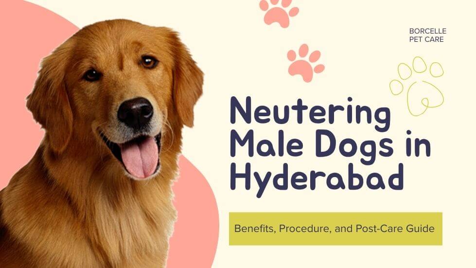 Male dog neutering surgery package at PetYaari Hyderabad