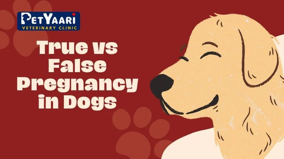 True vs False Pregnancy in Dogs: A Comprehensive Guide at PetYaari Hyderabad