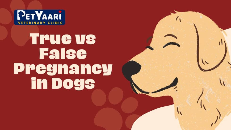 True vs False Pregnancy in Dogs: A Comprehensive Guide