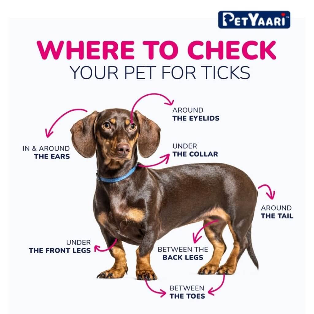where to check for ticks