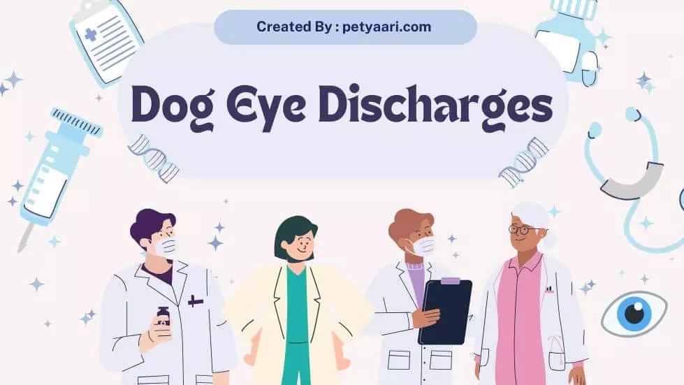 Dog Eye Discharge: What It Means and How to Treat It