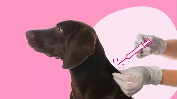 Pet vaccination near me