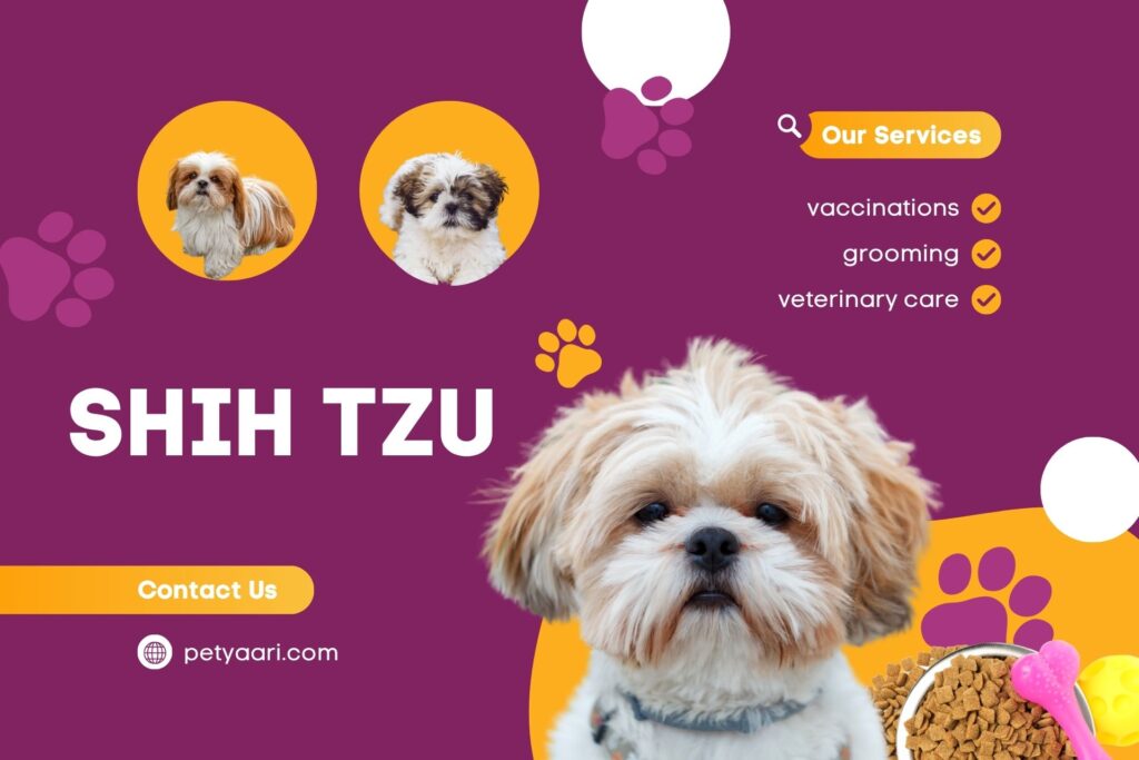 Shih Tzu Dog Breed: Temperament, Care, Price & Facts in India