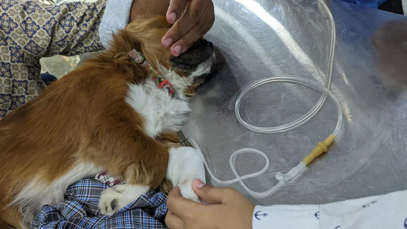 Dog ongoing fluid therapy for parvo virus at petyaari pet clinic