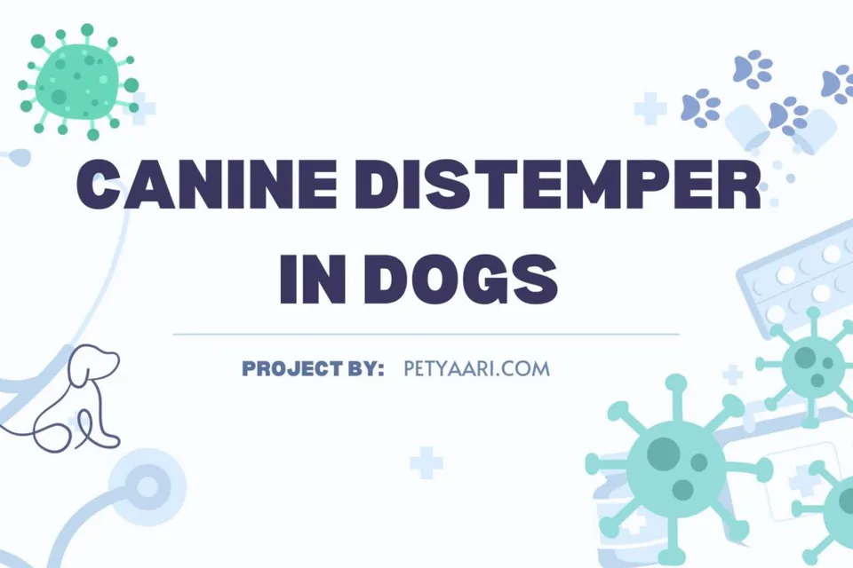 Canine Distemper in Dogs: A Pet Owner’s Guide to Symptoms, Treatment, and Prevention at PetYaari Hyderabad