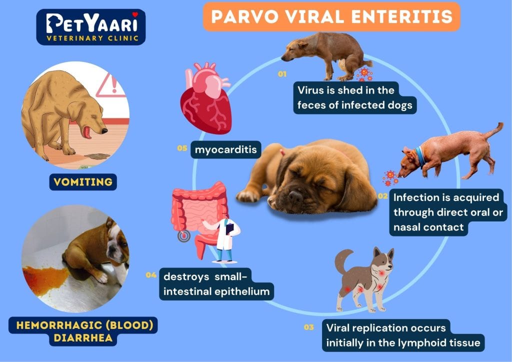 Canine Parvo virus infographics describing its spread, symptoms and pathogenesis.