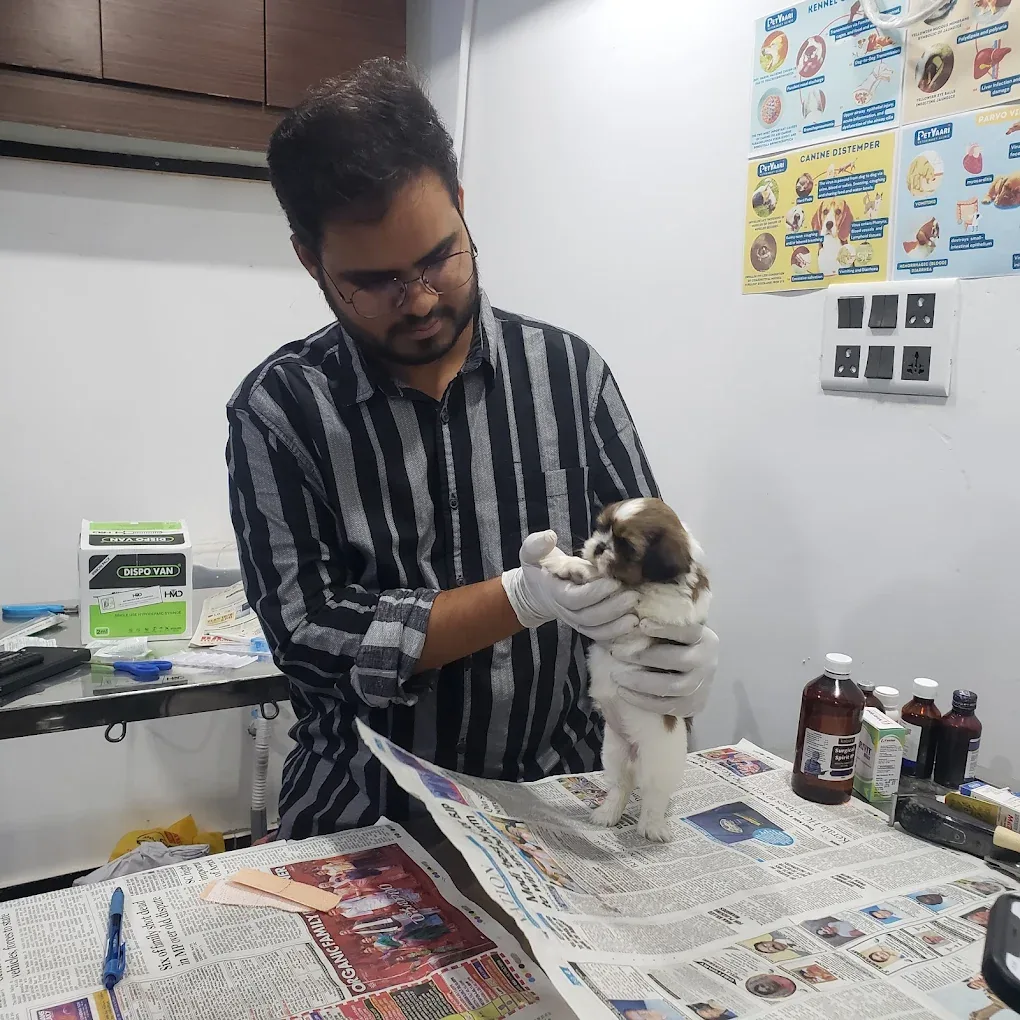 Shih Tzu at petyaari pet clinic for First dose vaccination protects against canine distemper virus, canine adenovirus type 1 and 2, canine parainfluenza virus, canine parvovirus, and Leptospira.