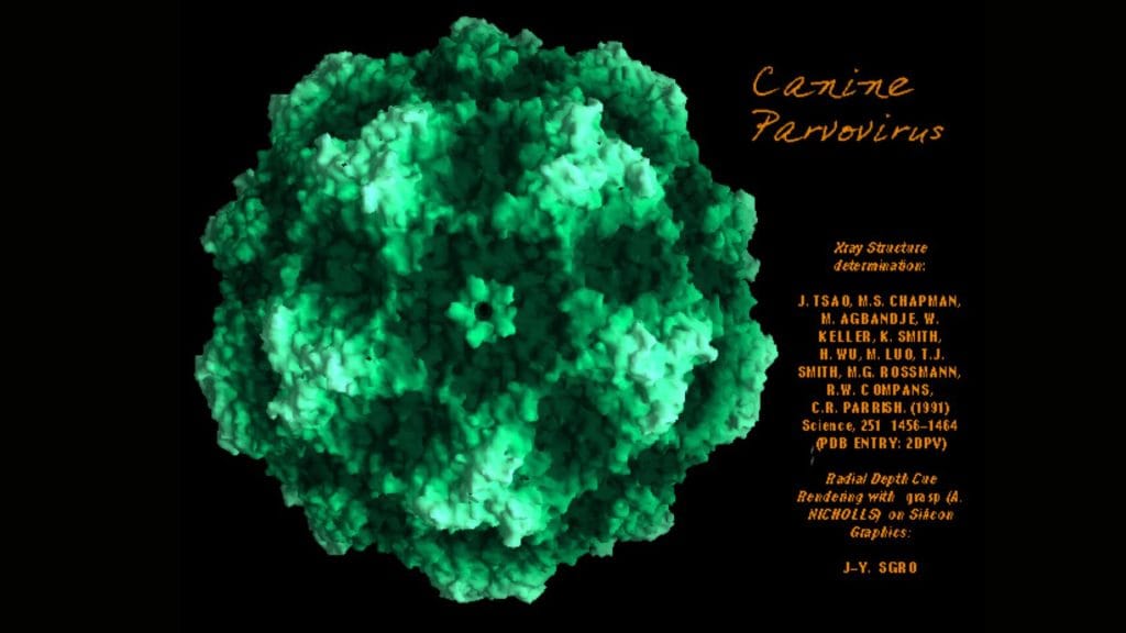 Molecular surface of Canine Parvovirus (CPV), radially depth cued, as solved by X-ray crystallography from the Institute for Molecular Virology