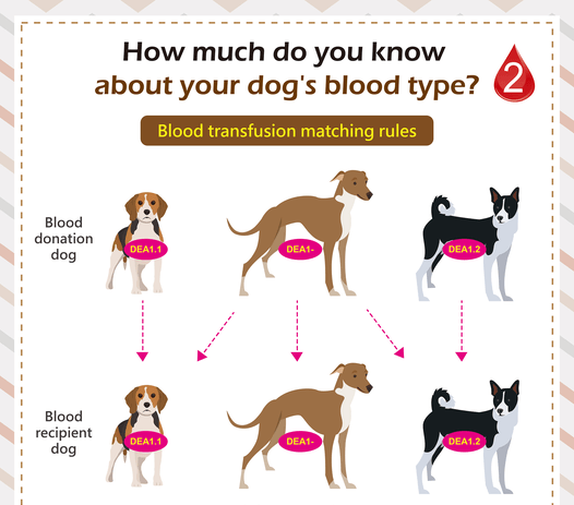 dog blood types