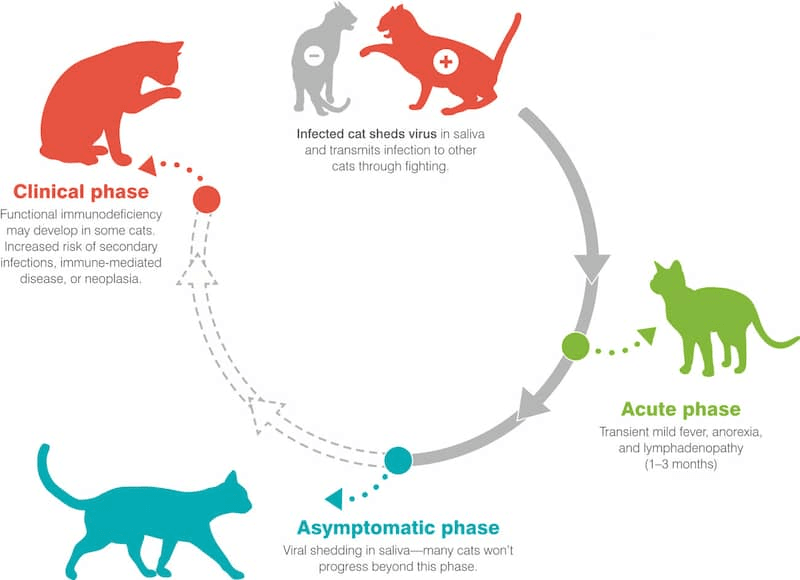 Symptomatic phases of FIV in cats