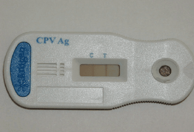 CPV Rapid Antigen Tests (SNAP Test) showing positive for parvo