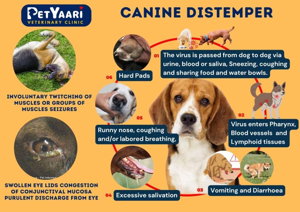 Canine Distemper Symptoms and Pathogenesis