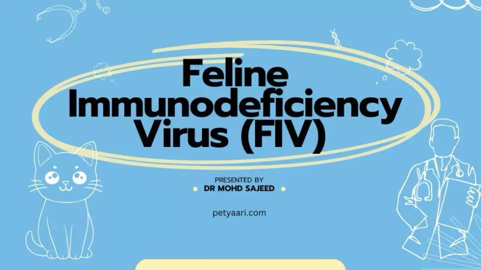 Feline Immunodeficiency Virus (FIV) Explained: Symptoms and Treatments at PetYaari Hyderabad