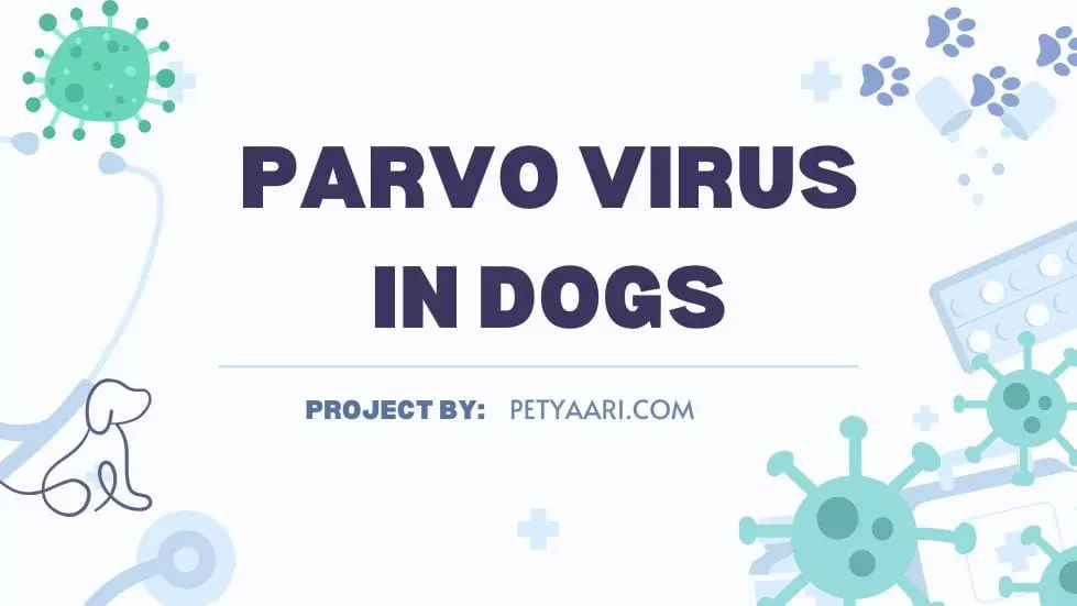 Parvo Virus in Dogs: Symptoms, Treatment & Prevention | Petyaari Pet Clinic