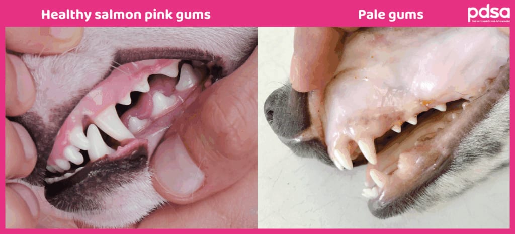 Pale Gums indicating reduced blood