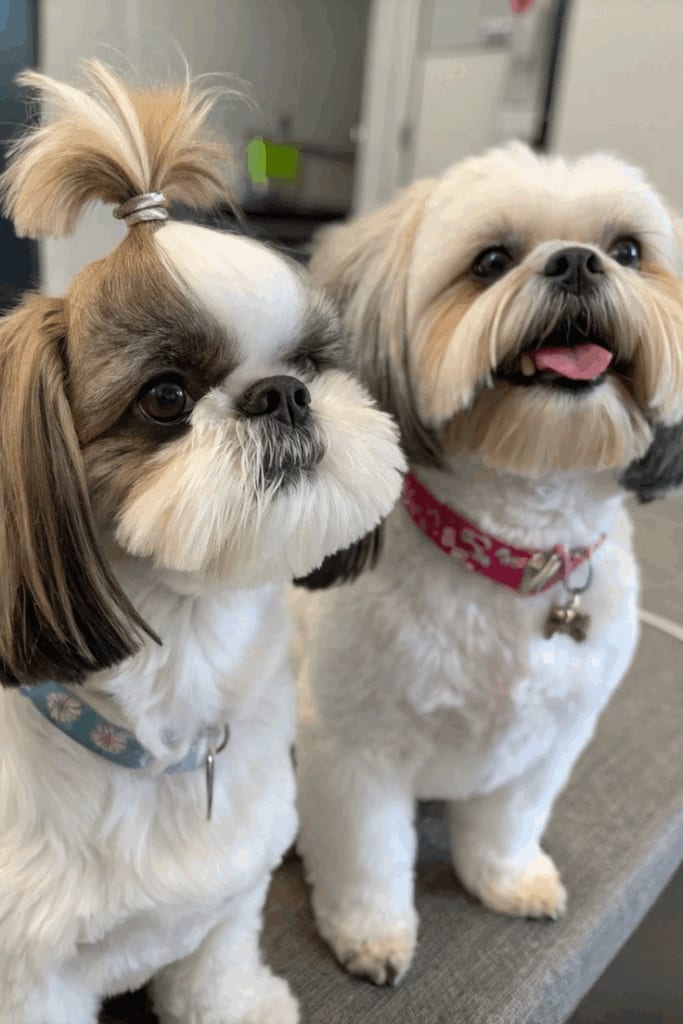 Two Beautiful Shih Tzus after hair cut