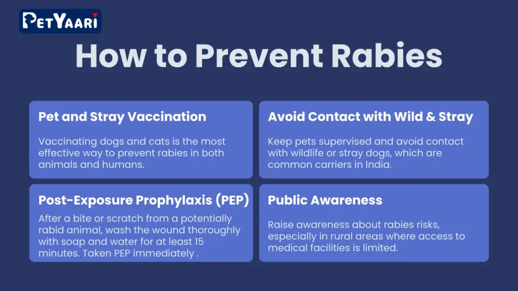 Educational image detailing methods to prevent rabies, focusing on vaccination and safe interactions with animals.