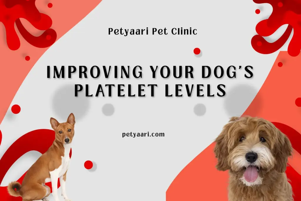 Understanding and Improving Your Dog’s Platelet Levels: A Practical Guide