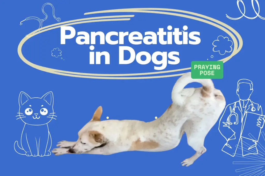Pancreatitis in Dogs: What It Is, Why It Happens, and How to Help Your Dog Feel Better